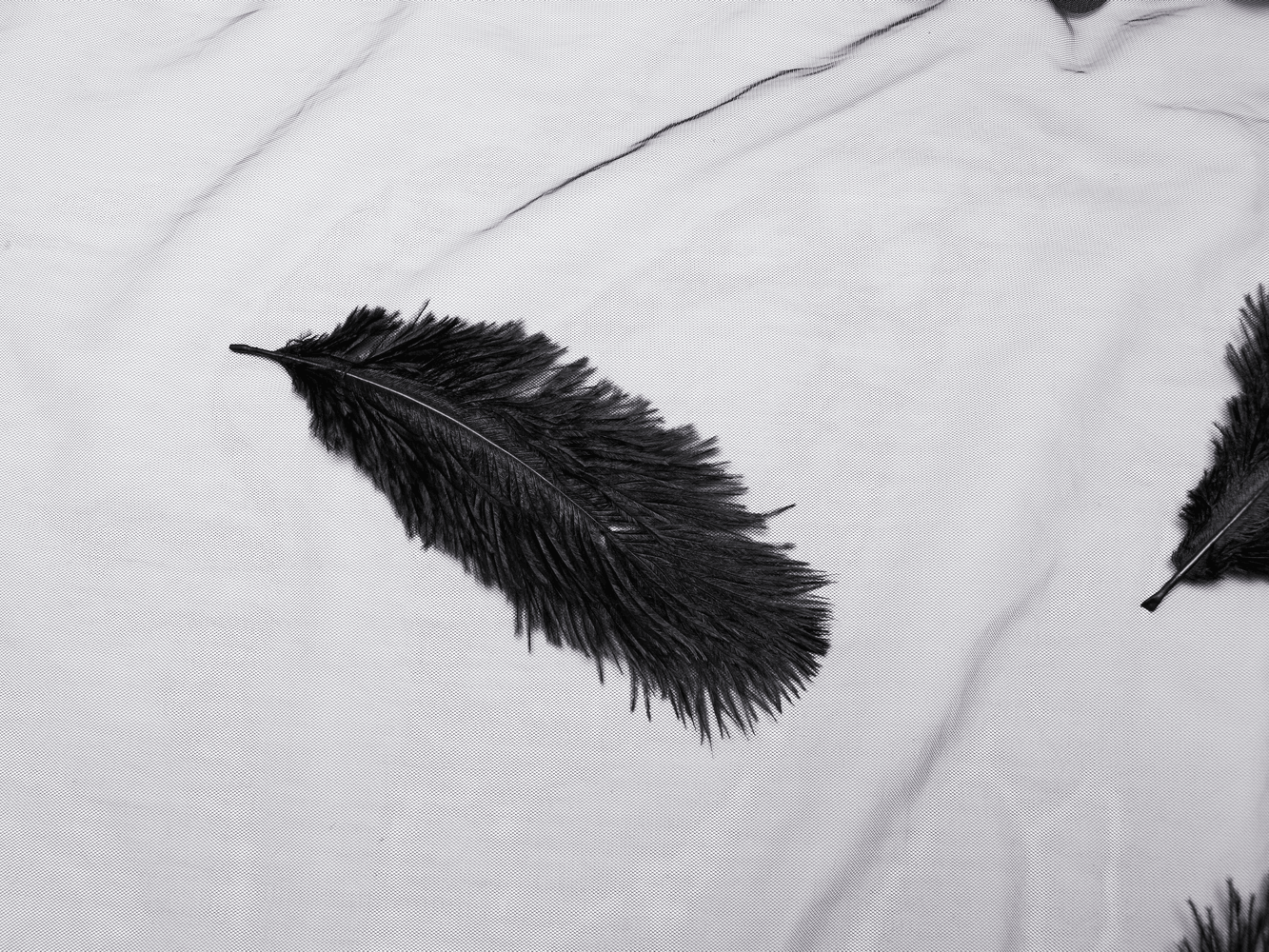 Black feather resting on a soft surface, showcasing its delicate texture and gothic elegance.