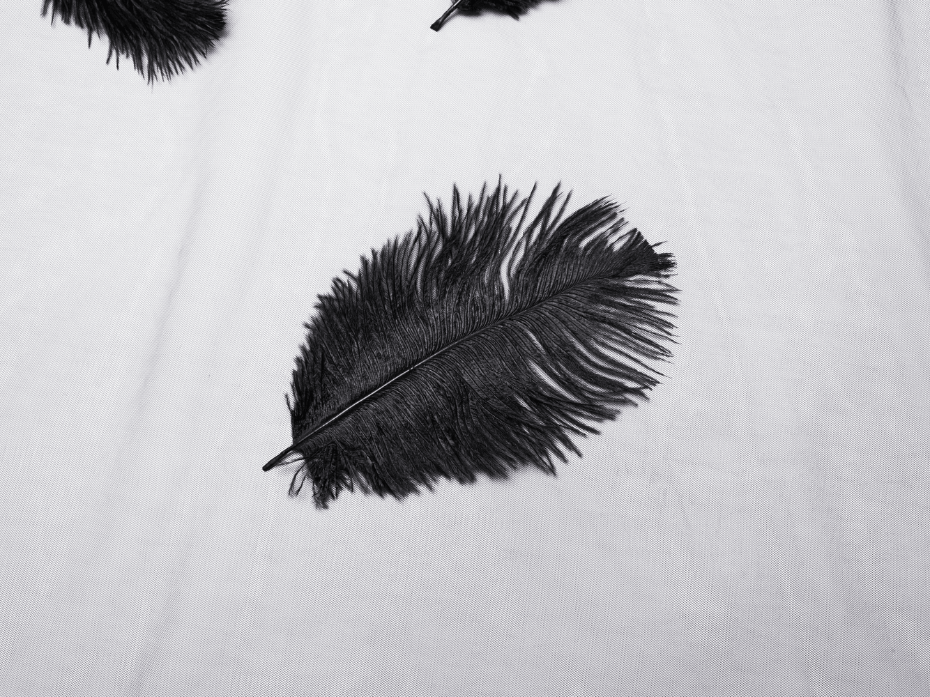 Black feather detail on a light background, perfect for gothic style accessories.