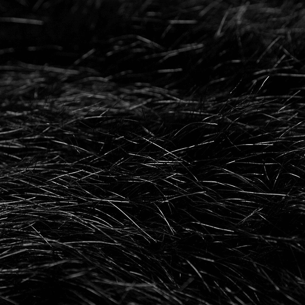 Close-up of luxurious black fur texture, showcasing a silky and elegant appearance ideal for a gothic cloak.